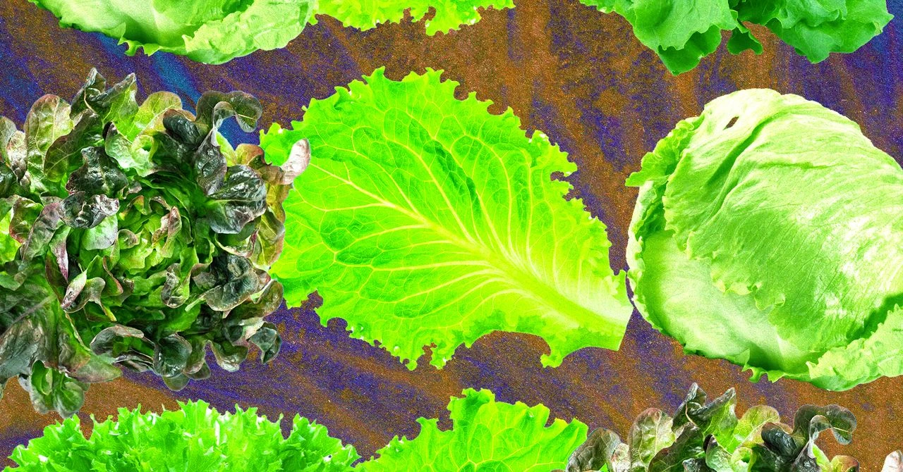 راز مکرر شیوع مسمومیتهای غذایی با کاهو