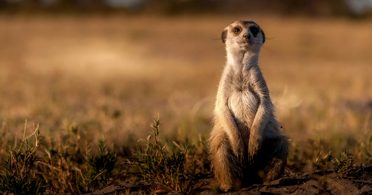 Cloudflare سرویس هماهنگی جهانی Meerkat مبتنی بر الگوریتم QuePaxa را معرفی کرد