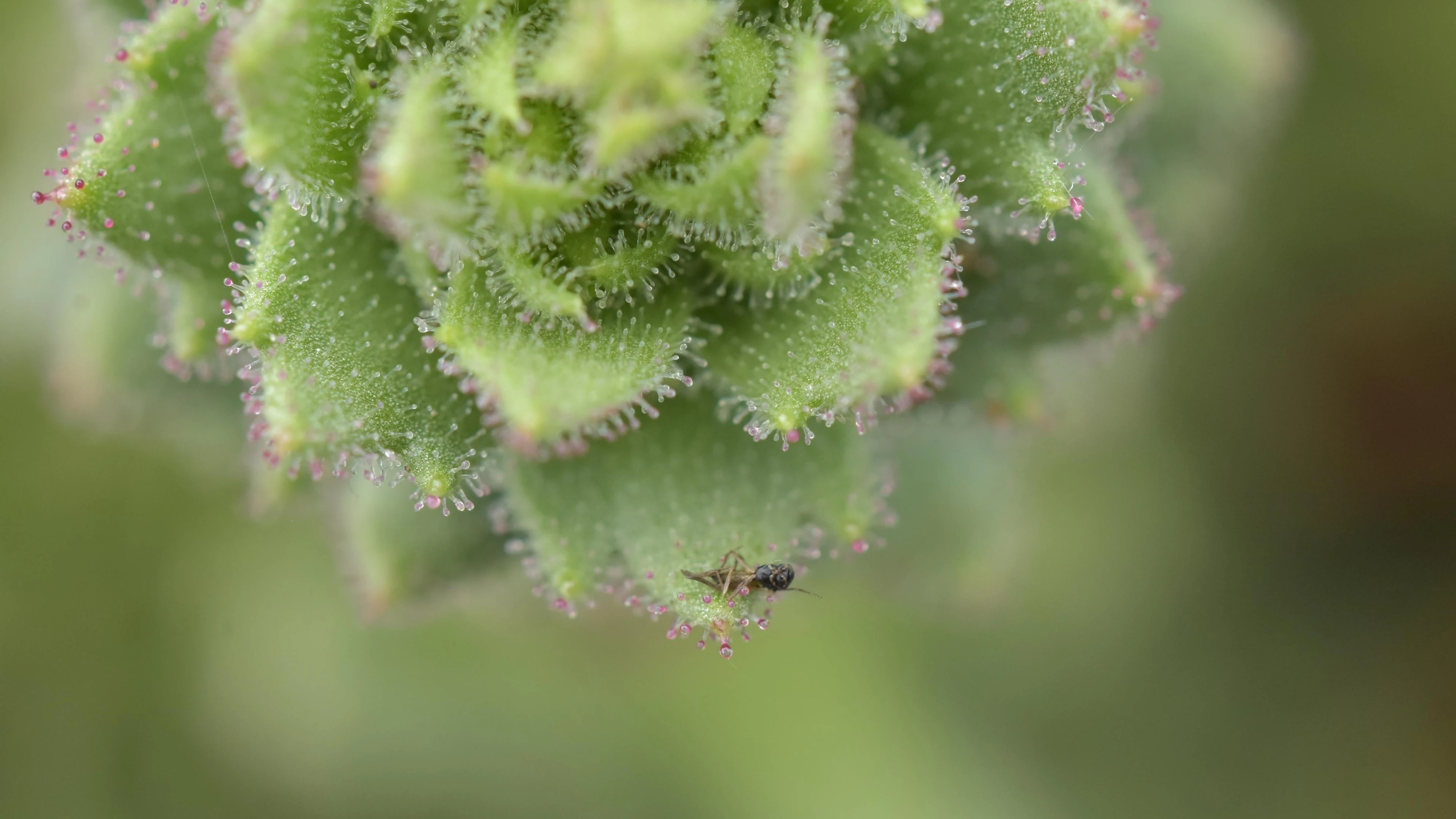 Saxifraga candelabrum از کوههای چین؛ تأیید پیشبینی داروین درباره گوشتخواری گیاهان