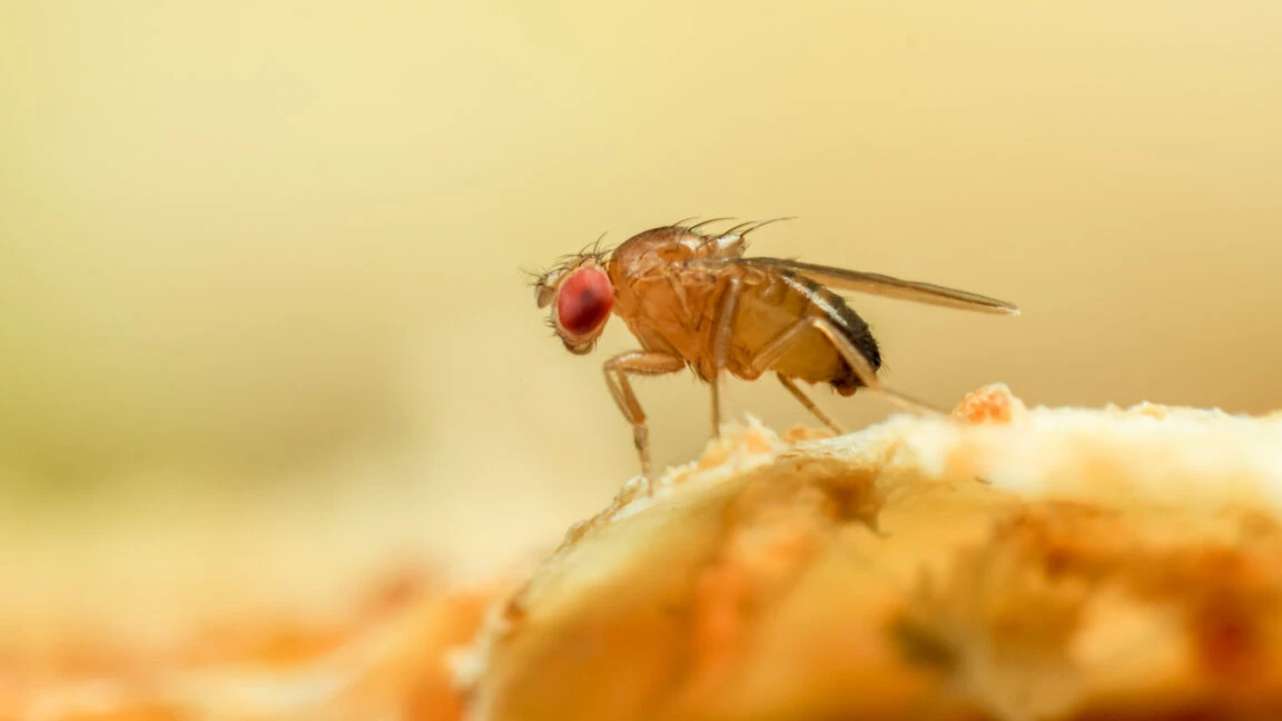 الگوریتم Spi-Fly: تقلید حافظه بویایی مگس برای رفع فراموشی بینی‌های الکترونیکی