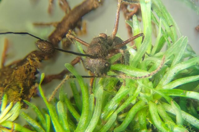 نمای بسته از یک مورچه آلوده به قارچ Cordyceps در میان خزه