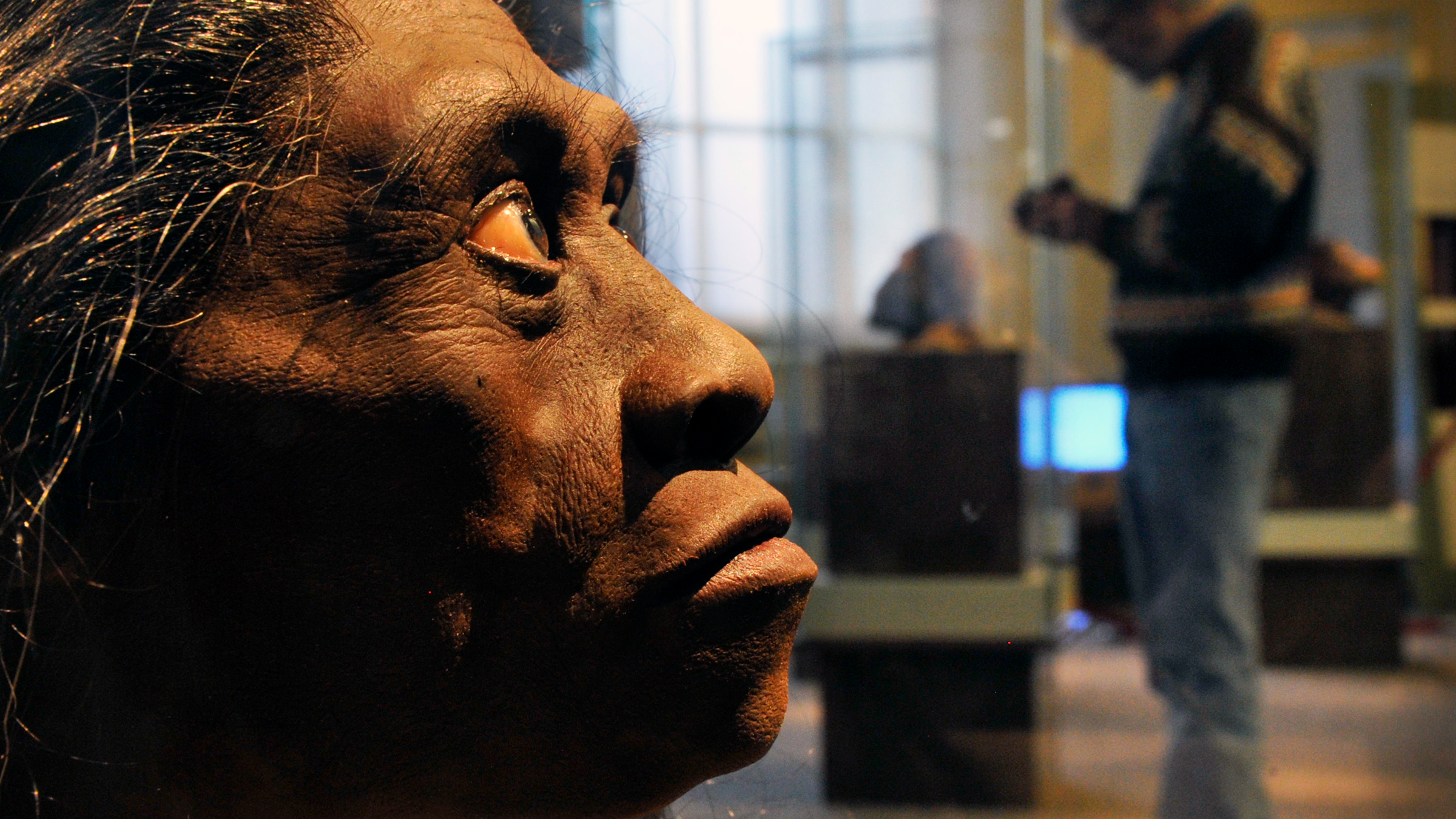 مقایسه لگن‌های مختلف در مطالعه Homo floresiensis