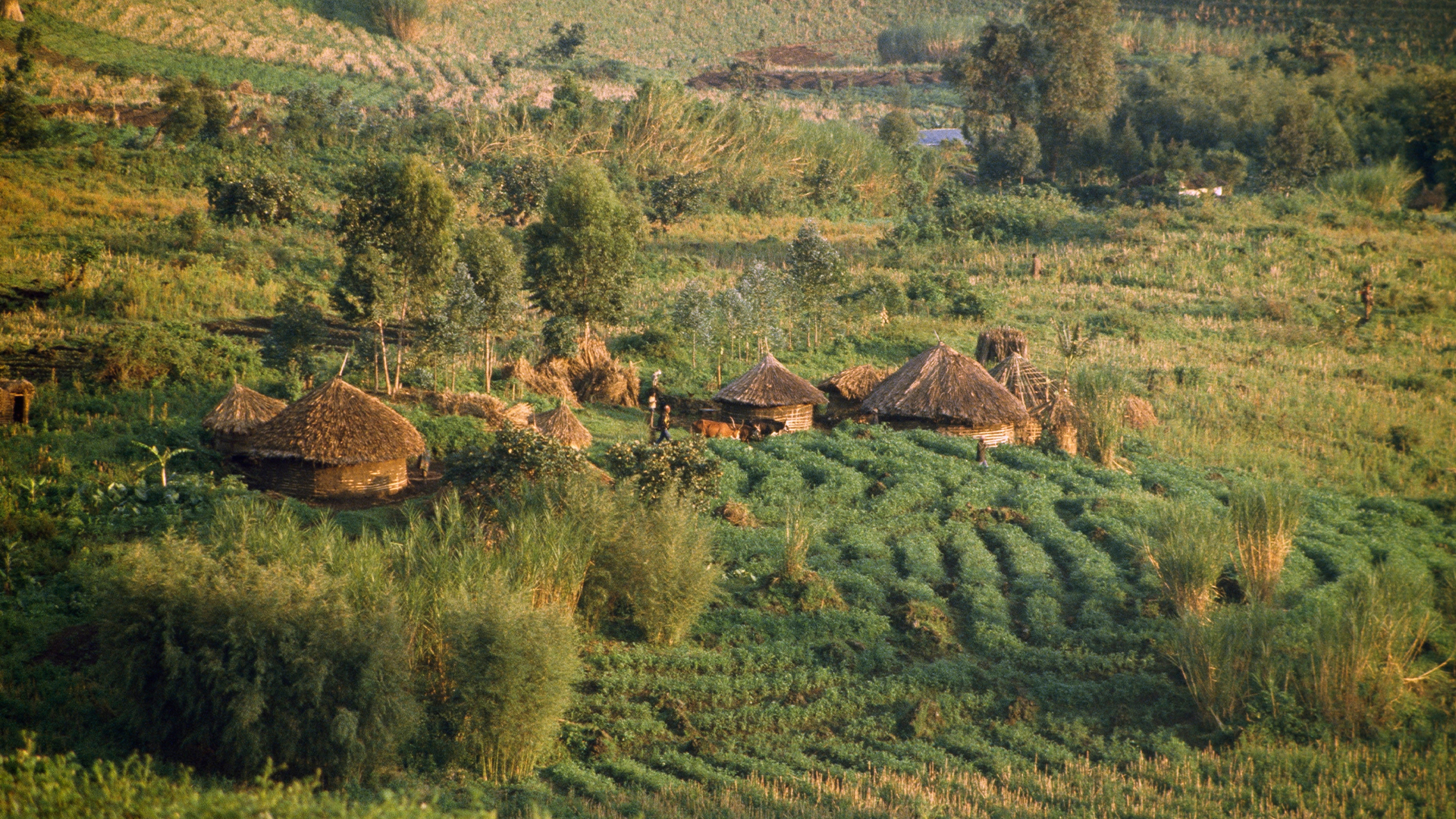 مزارع گندم آسیب‌دیده در اثر نوسان دما