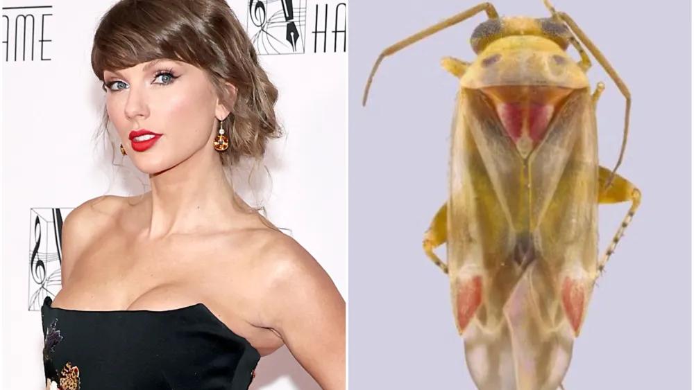 نمونه‌ای از حشره Swiftiephylus با رنگ‌آمیزی زرد کمرنگ و نوک‌های قرمز